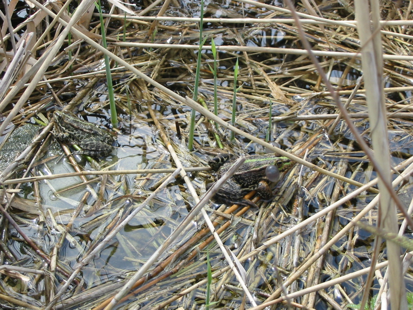 Lac St André grenouille gonflée