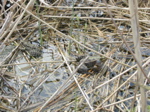 Lac St André grenouille gonflée