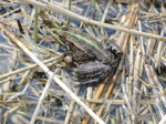 Lac St André grenouille gros plan