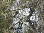 Lac St André