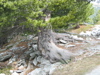arbre suspendu
