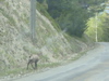 Maurienne jeune chamois