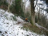 Maryse et le gros sapin