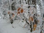 IMG_0273.JPG