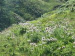 Anémones viellisantes.
