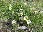 Anémones en fleurs.